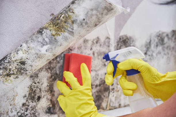 Why You Should Choose Our Mold Remediation Services in Lawson Heights, PA